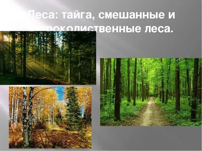 Отражение красоты смешанного леса на фото