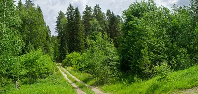 Фотография загадочного и мистического смешанного леса