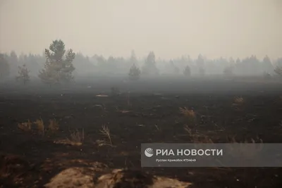 Фото красивого заката в смешанном лесу