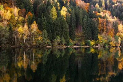 Фотографии смешанного леса в HD качестве - обои на телефон и рабочий стол