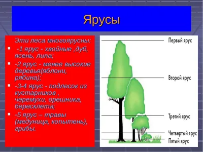 Загадочные образы смешанного леса в Full HD разрешении