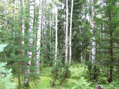 Реалистичные фотографии смешанного леса в хорошем качестве