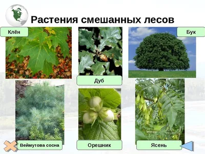 Бесплатные фото смешанного леса: JPG, PNG, WebP форматы