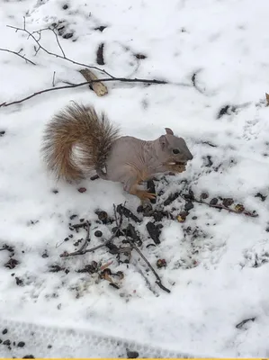 Смешная белка на заднем плане на фото