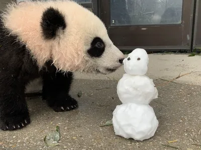 Смешная панда: фотка с возможностью выбора размера