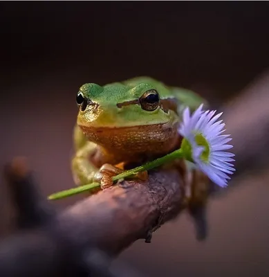 Фотографии смешных лягушек, чтобы поднять настроение