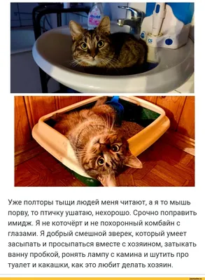 Фото смешного зверька для развлечения