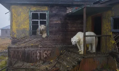 Смешные белые медведи: Фото маленького размера - JPG