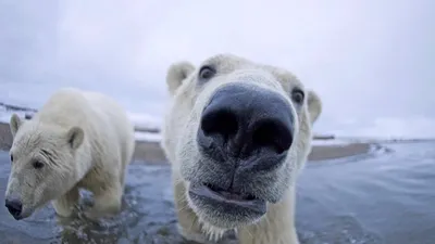 Фотография смешных белых медведей: JPG