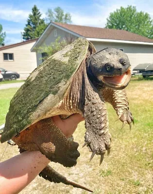 Забавные моменты с черепахами на фото