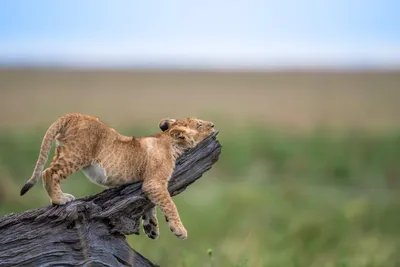 Улыбнитесь смешным фотографиям диких животных