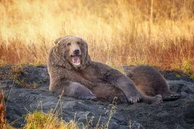 Набор фото смешных диких животных: выберите свое изображение