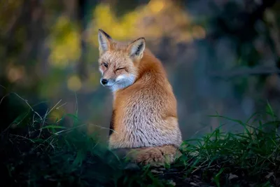 Забавные картинки животных: фото смешных диких животных в JPG