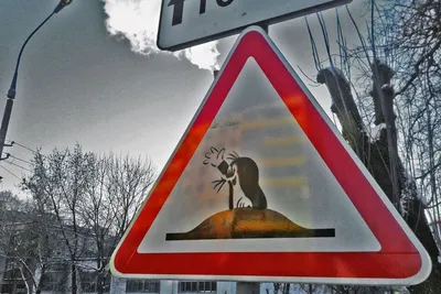 Загадочные и забавные дорожные знаки: фото