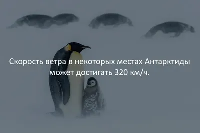 Новые смешные факты - скачать бесплатно