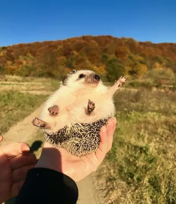 Улыбнитесь смешным ёжикам на фото: не пропустите!