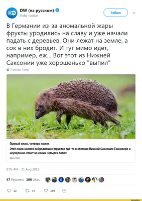 Фотографии смешных ёжиков: не пропустите!