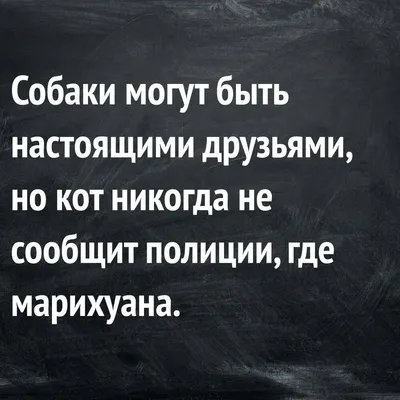 Улыбнитесь смешным изречениям: фотографии, которые заставят вас по-настоящему посмеяться