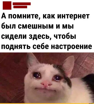 Смешные картинки для хорошего настроения. Скачать в форматах JPG, PNG, WebP.