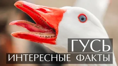 Улыбнитесь вместе с гусьми: фотографии, которые вызовут улыбку