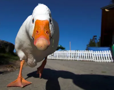 Смешные гуси на фотографии