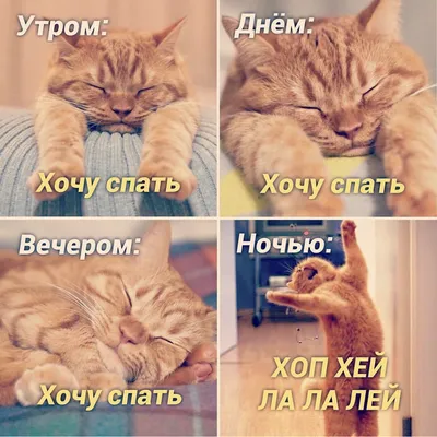 Новые смешные картинки: улучшат ваш день!