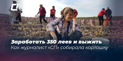 Фото смешные картинки копать картошку - скачать бесплатно в хорошем качестве