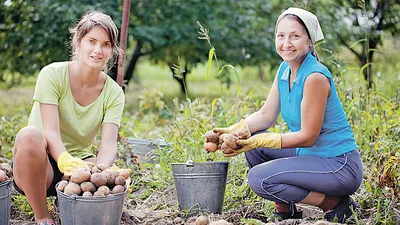 Смешные кадры: урожай картошки