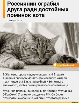 Кошки-клоуны: смешные картинки кошки приколы