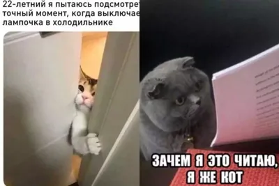 Смешные картинки кошки приколы - скачать новые изображения