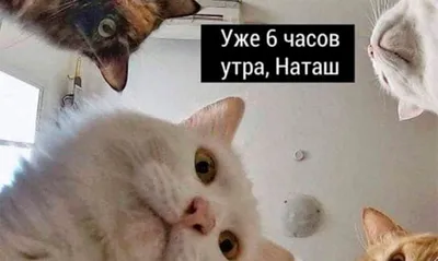 Скачать бесплатно смешные картинки котят и кошек в разрешении 1920x1080