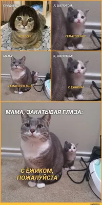 Смешные фотографии котят и кошек для расслабления