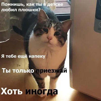 Смешные фотографии котят и кошек для поднятия настроения