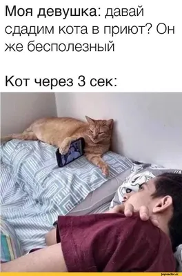 Загляните в мир смешных картинок котят и кошек.