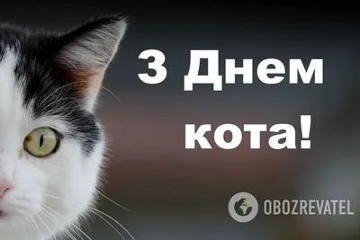 Фото, которые рассмешат вас: смешные картинки котят и кошек.