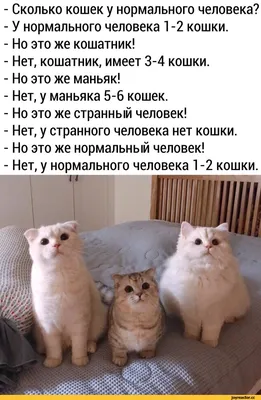 Погрузитесь в мир смеха с фото котят и кошек!