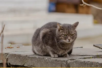 Фото котят и кошек бесплатно