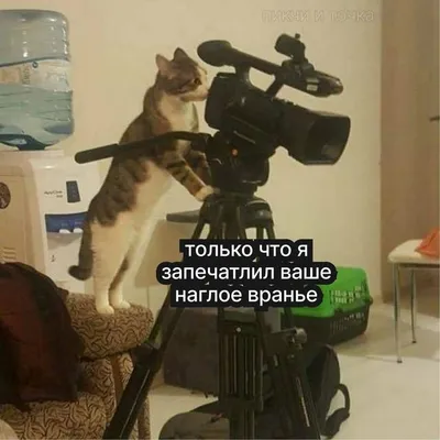 Фото котят и кошек бесплатно