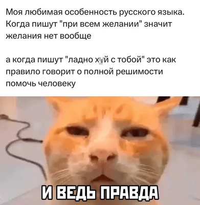 Смешные картинки которые можно фотографии