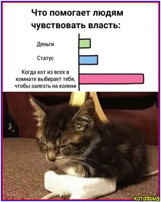 Коты в арт-стиле на фото