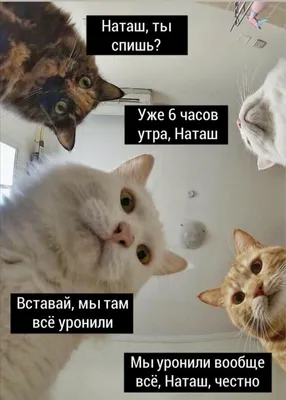 Смешные фотки котов для скачивания