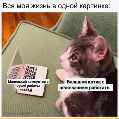 Коты на фото в высоком разрешении