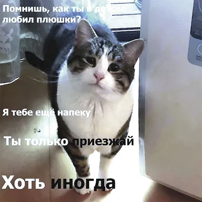 Смешные картинки котов и кошек с надписью - скачать в формате JPG, PNG, WebP