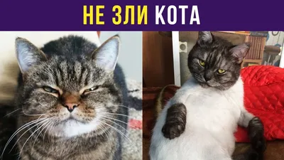 Веселые коты и кошки: фото с забавными надписями