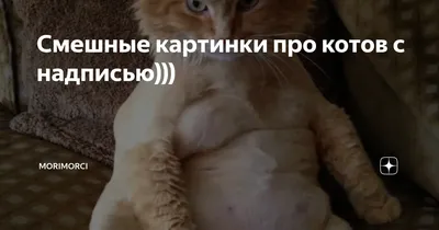 Смешные котята и кошечки: фото с забавными надписями