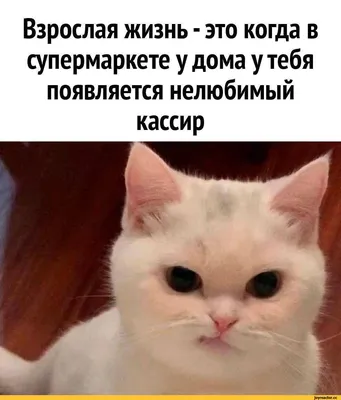 Фото смешных котов с надписью в формате JPG