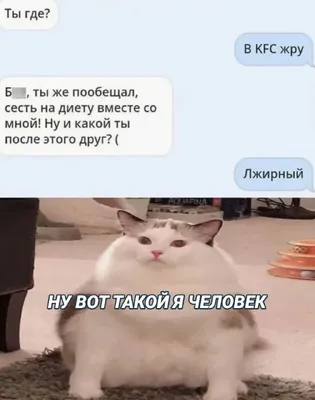 Прикольные фото котов с надписью в ВК - улыбнись вместе с нами!