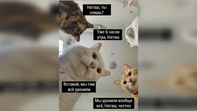 Загляни в мир смешных картинок котов с надписью в ВК!