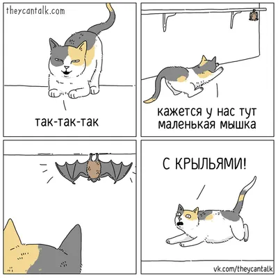 Прикольные фото котов с надписью в ВК - улыбнись вместе с нами!