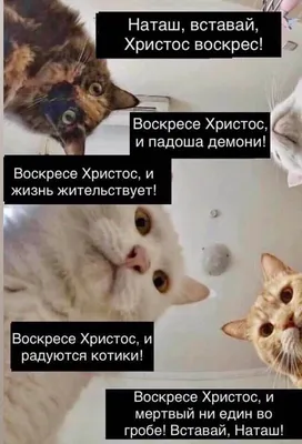 Фото смешных котов с надписью в ВК - улыбнись вместе с нами!